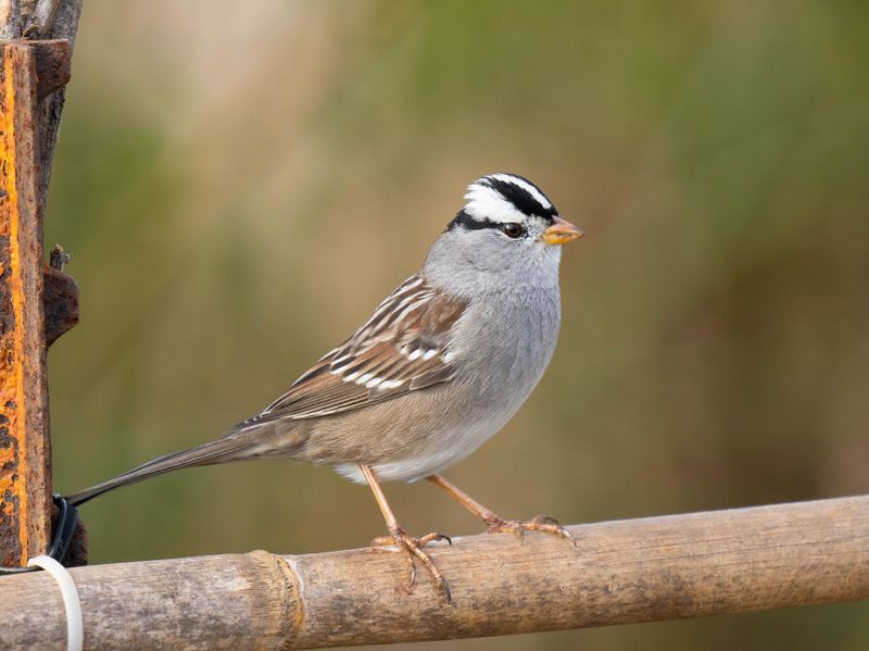 white-crowned sparrow