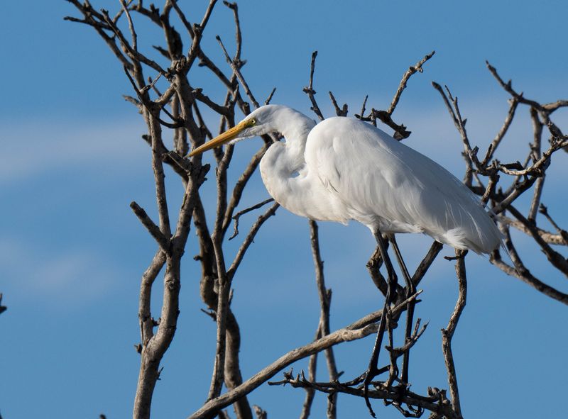 great egret