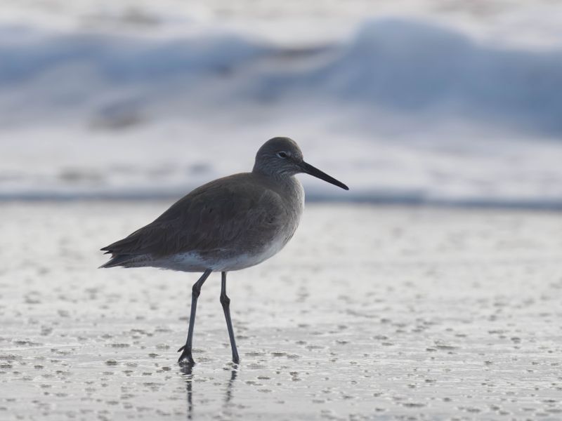 willet