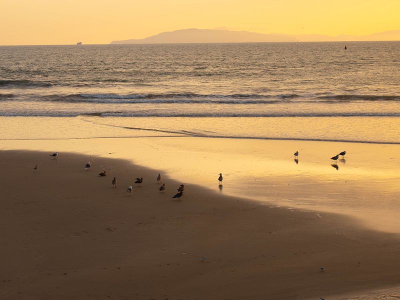 shorebirds in the 805