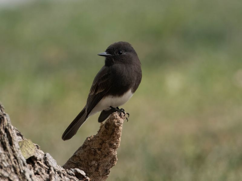 black phoebe