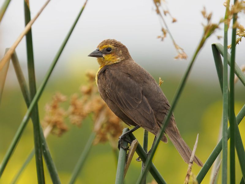 yellow headed blackbird