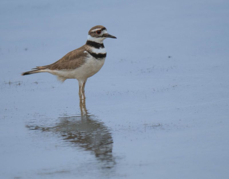 killdeer 