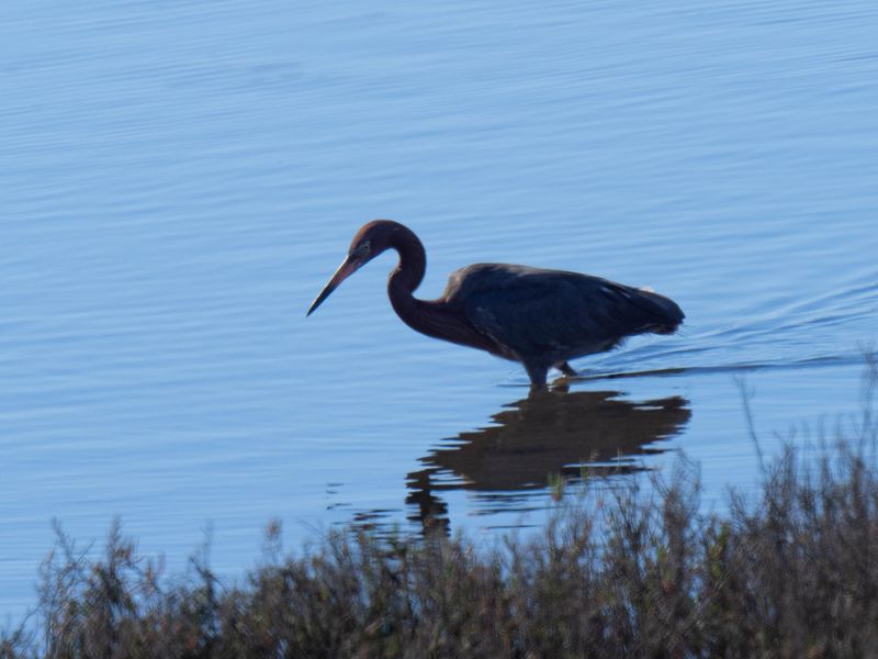 Reddish egret hunting
