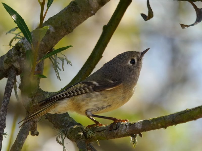 ruby-crowned kinglet
