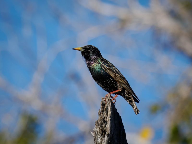 european starling