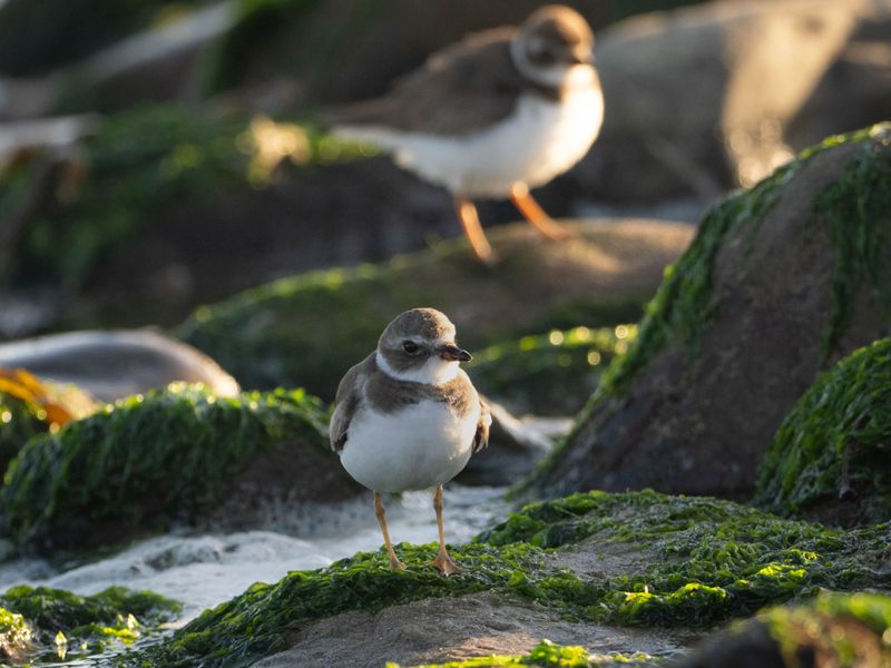 Semipalmated plover