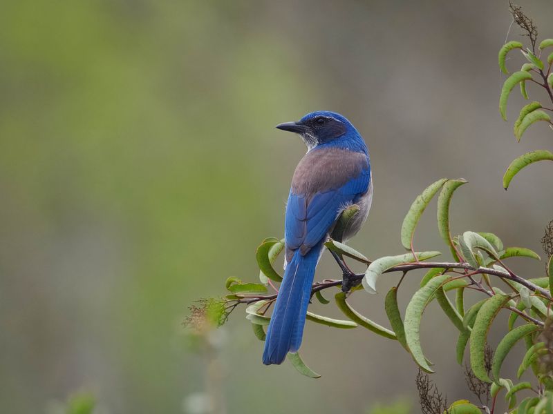 California Scrub-Jay