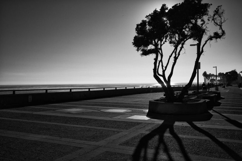 early sun 2024
