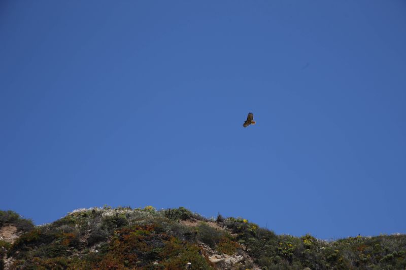 red tailed hawk