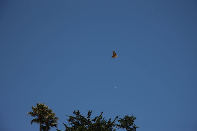 red tailed hawk