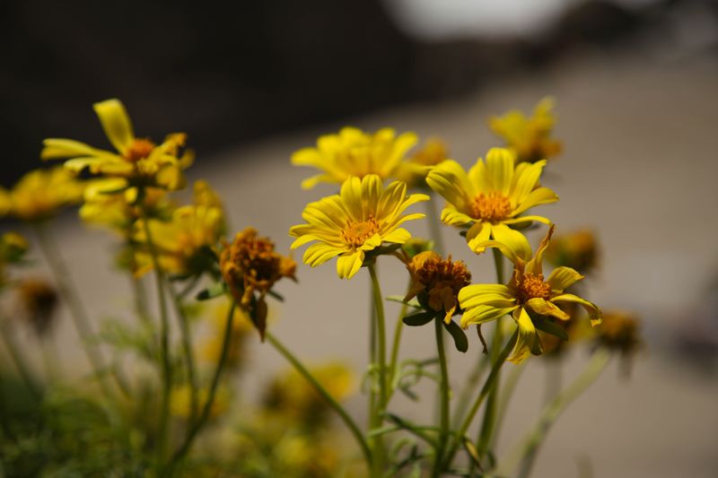 spring is here on Point Dume Nature Preserve