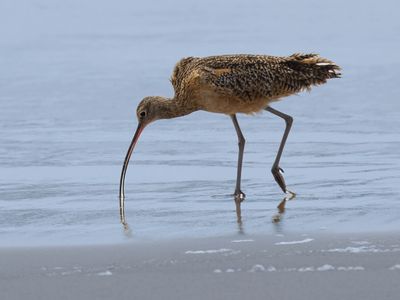 Long billed curlew