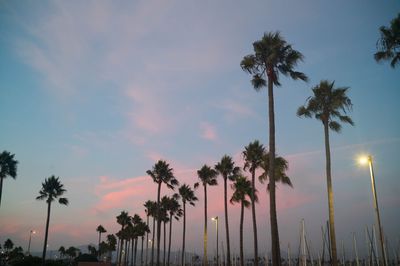 Palms & Sky