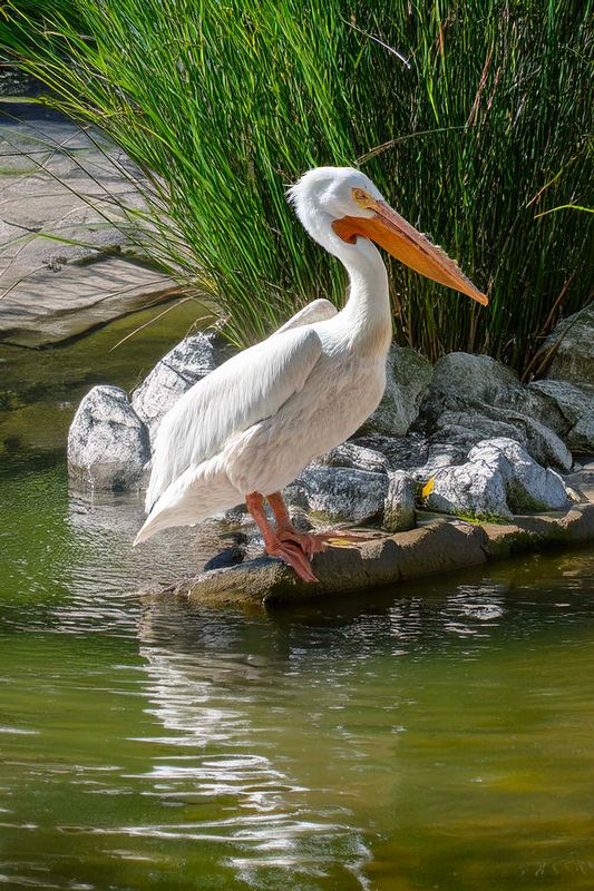 American White Pelican