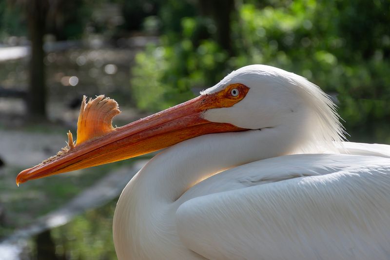American White Pelican