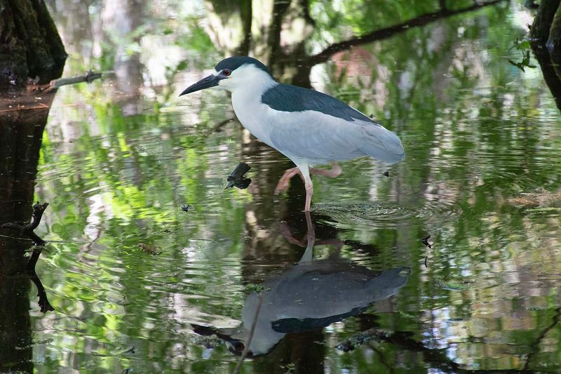 Black-crowned Night Heron