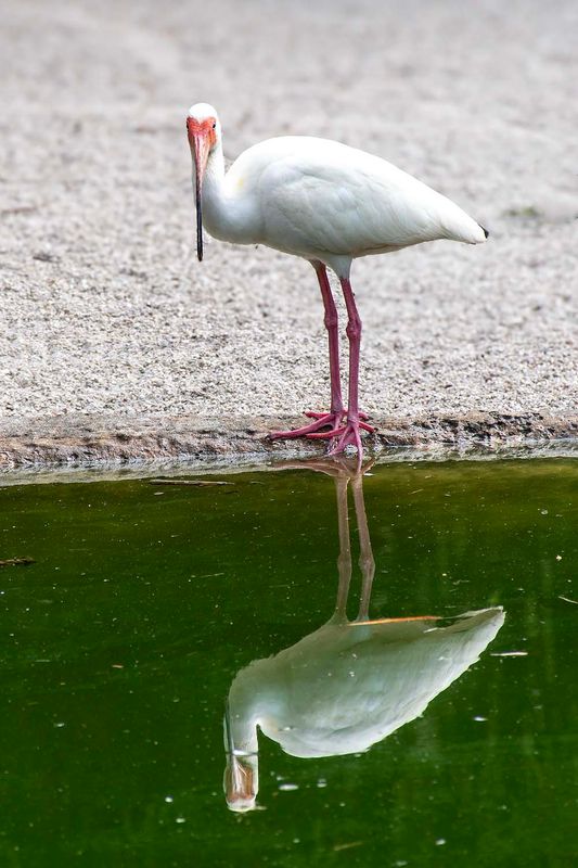 American White Ibis