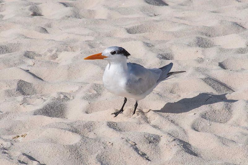 Royal Tern
