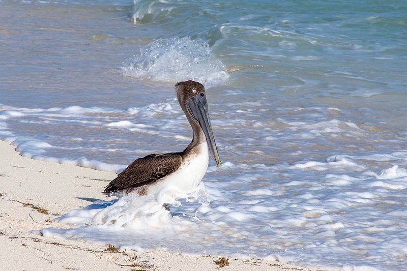 Brown Pelican