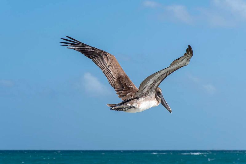 Brown Pelican