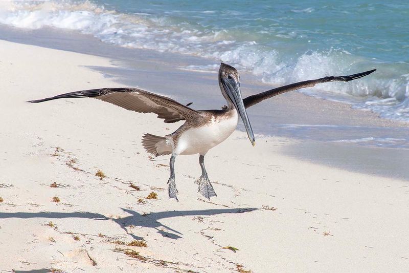 Brown Pelican