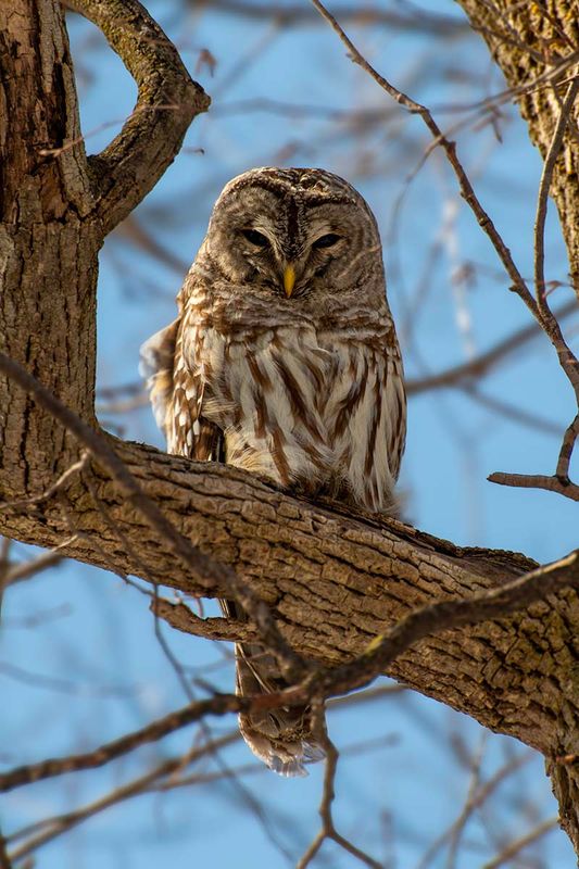 Barred Owl