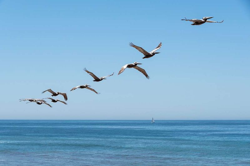 Brown Pelican