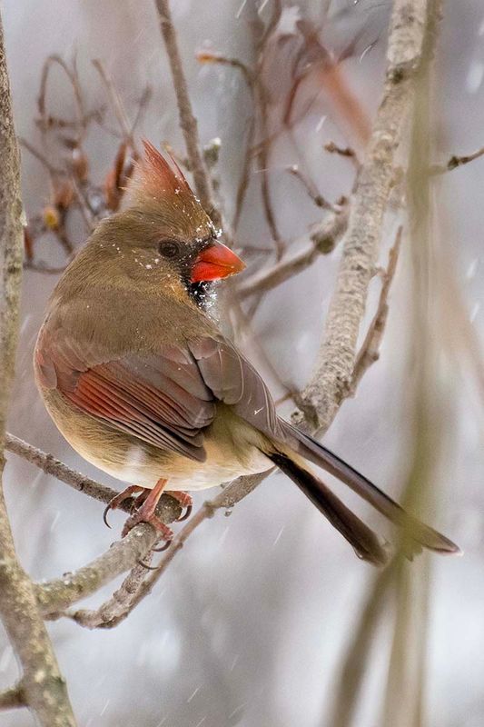 Northern Cardinal