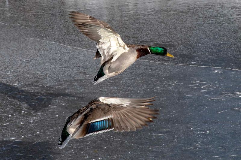 Mallard