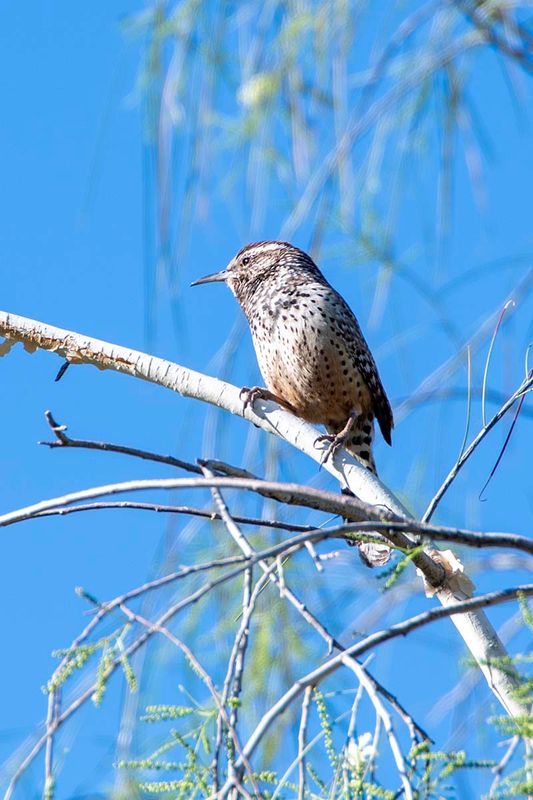 Cactus Wren