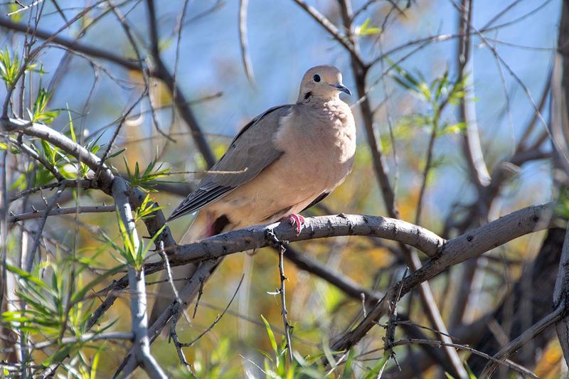 Mourning Dove