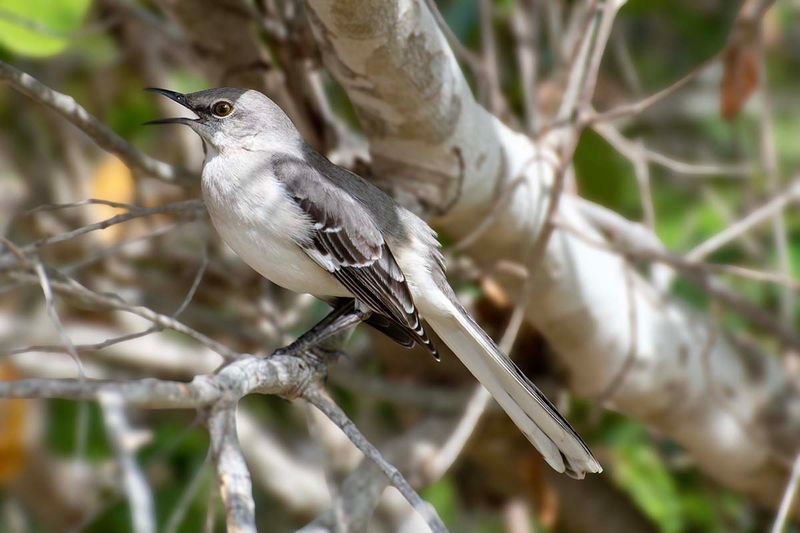Northern Mockingbird
