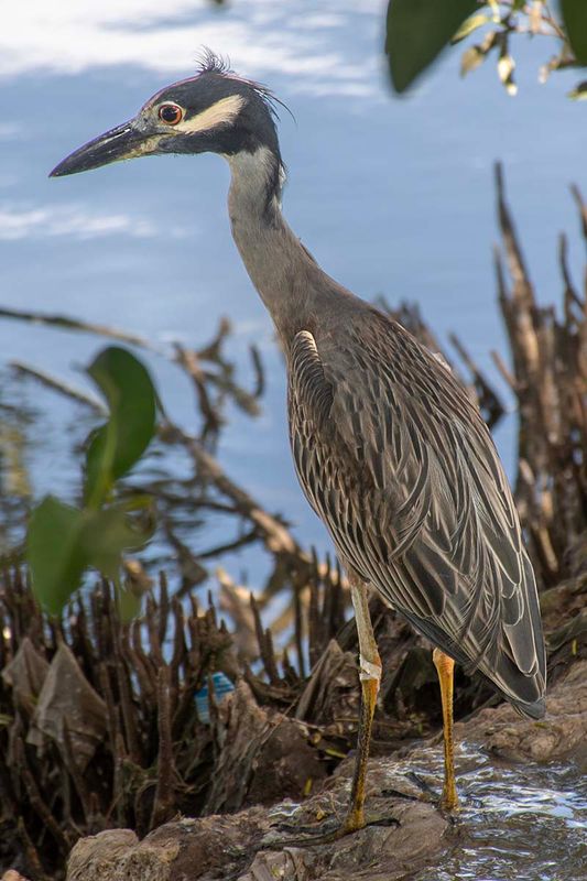 Yellow-crowned Night Heron