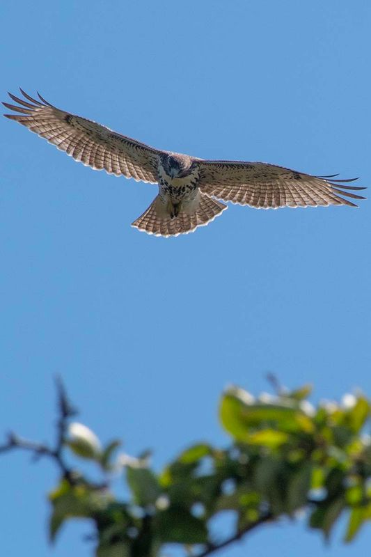 Red-tailed Hawk
