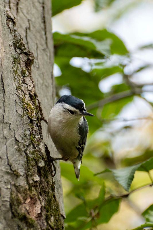 White-breasted Nuthatch