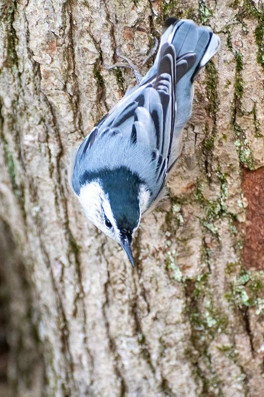White-breasted Nuthatch