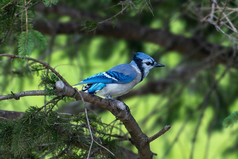 Blue Jay