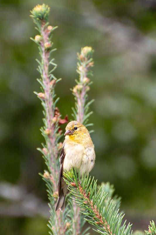 American Goldfinch