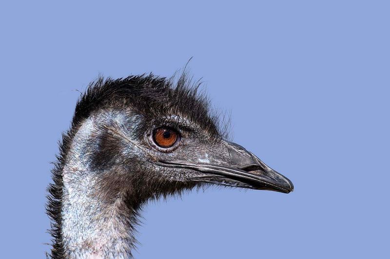 Emu
