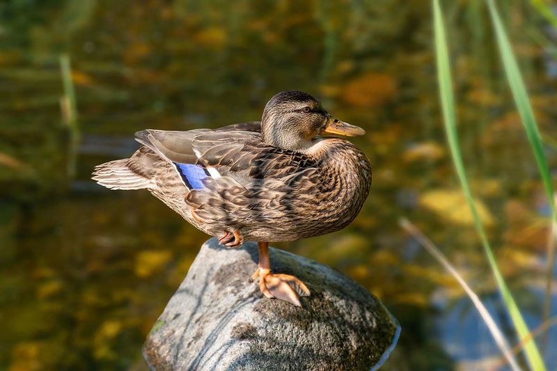 Mallard Duck