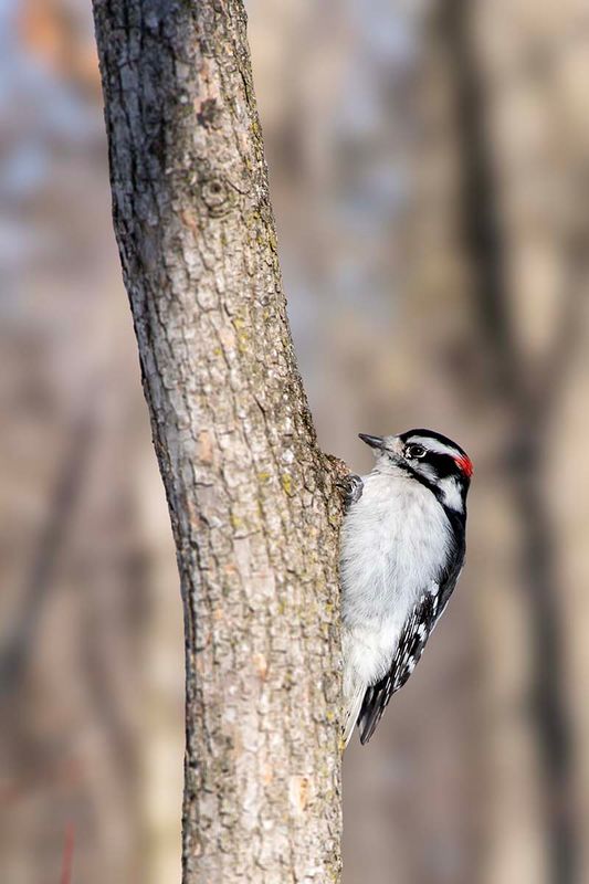 Downy Woodpecker