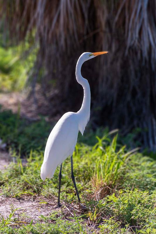 Great Egret