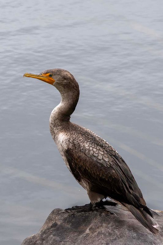 Double-crested Cormorant