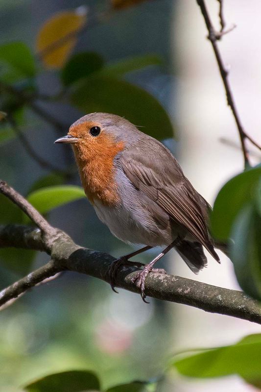 European robin