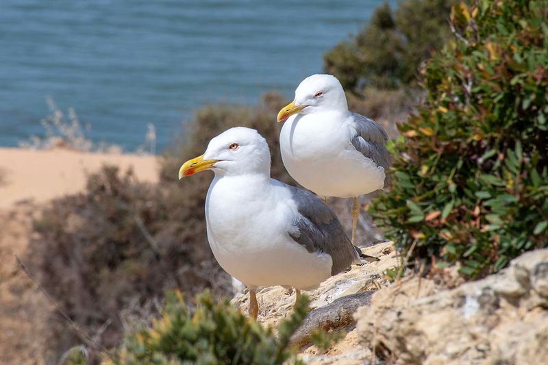Yellow-legged Gull