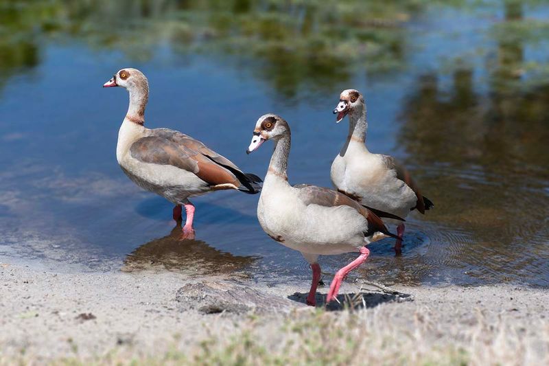Egyptian Goose