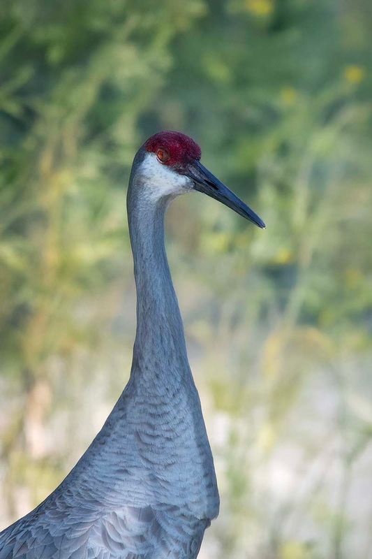 Sandhill Crane