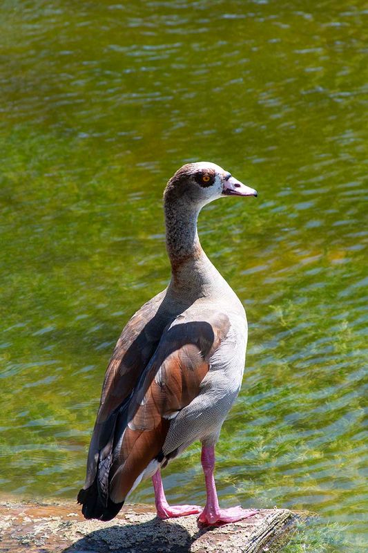 Egyptian Goose