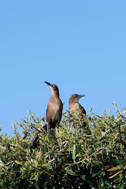 Great-tailed Grackle